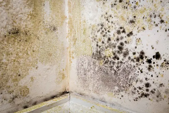 Visible mold and moisture damage on an interior wall